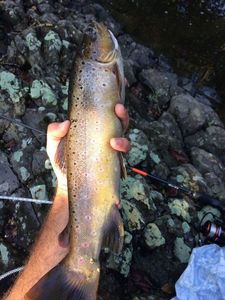 Brown Trout
