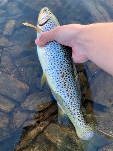 Cutthroat Trout