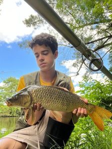 Common Carp