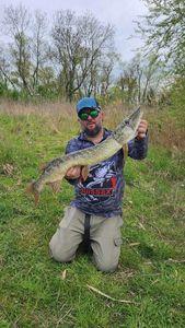 Northern Pike