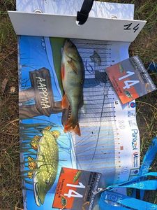 European Perch
