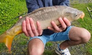 Mirror Carp