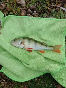 European Perch