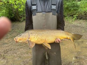 Common Carp