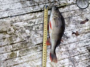 European Perch