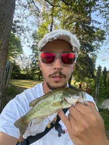 Largemouth Bass