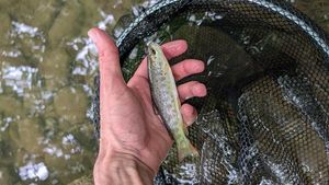 Brown Trout