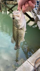 Largemouth Bass