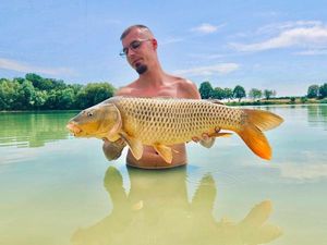 Common Carp