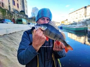 European Perch