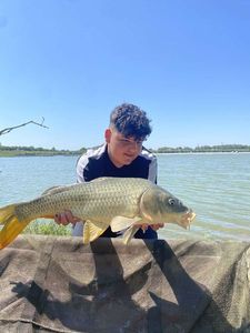 Common Carp