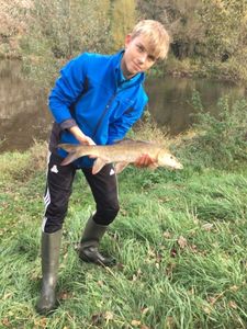Barbel