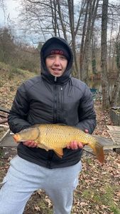 Common Carp