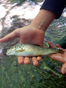 Brown Trout