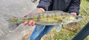 Zander