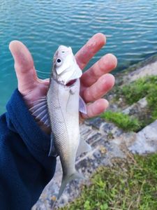 Spotted Bass