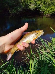 Brown Trout