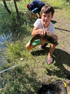 Common Carp