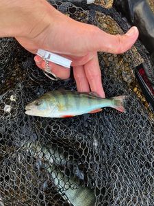 European Perch