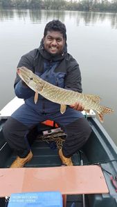 Northern Pike