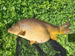 Mirror Carp