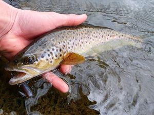 Brown Trout
