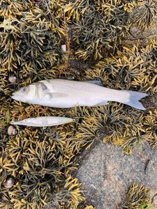 European Bass (Seabass)