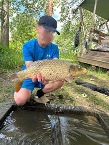 Koï Fish