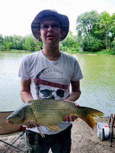 Common Carp