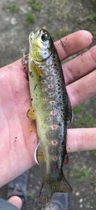 Brown Trout