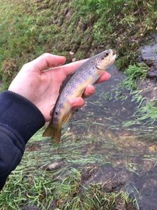 Brown Trout