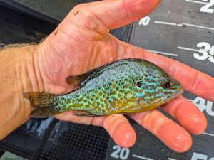 Green Sunfish