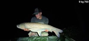 Grass Carp