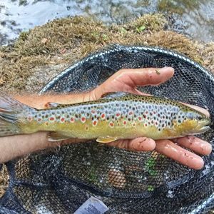 Brown Trout