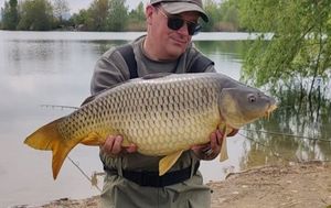 Common Carp