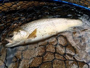 Brown Trout