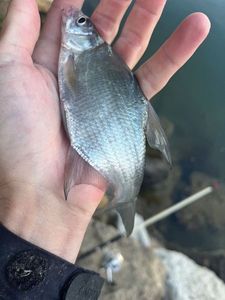 Common Bream
