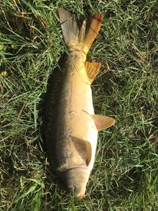 Leather Carp