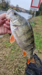 Creole Perch