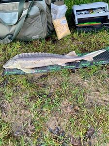 Beluga Sturgeon (European Sturgeon)