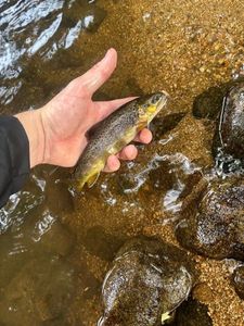 Brown Trout