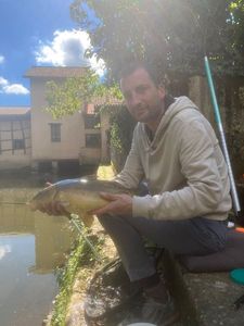 Mirror Carp