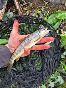 Brown Trout
