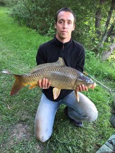 Common Carp
