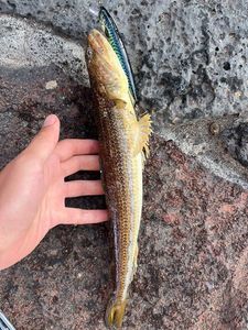 Pesce lucertola