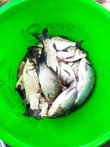 Crucian Carp