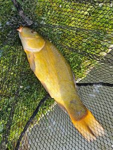 Tench