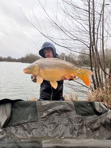Mirror Carp