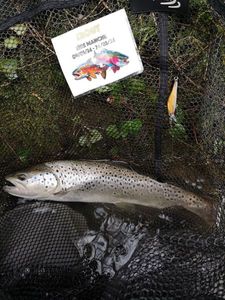 Brown Trout