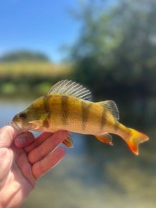 European Perch